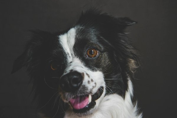 Wat moet je weten over het trainen van een puppy?